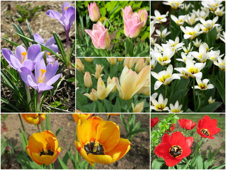 Collage of first spring flowersの写真素材