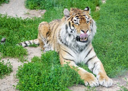 Bengal tiger lying in the grass with his tongue out licking his upper lip and looking awayの写真素材