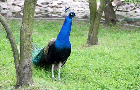 Peacock in green grass  looking awayの写真素材