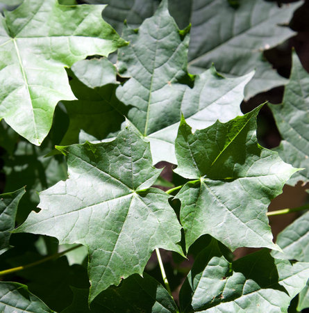 Maple leaves in sunlight as a natural background