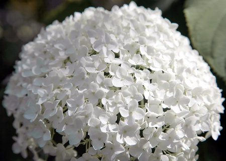 Delicate white hydrangea flowers in the morning sun