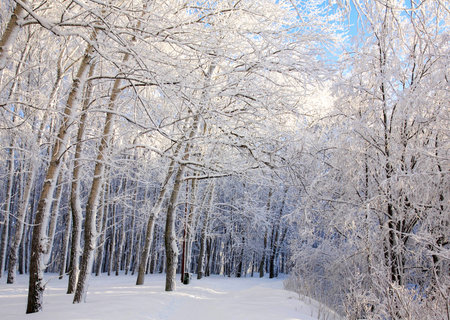 Winter city park with snowy trees and blue sunny sky