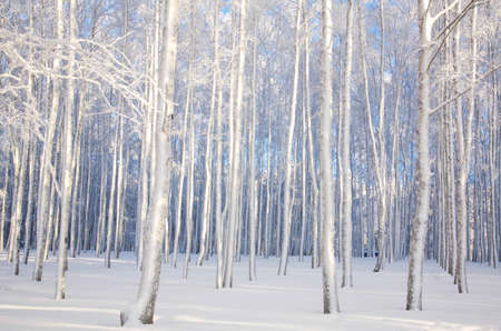 Winter birch trees with snow-covered branches in sunlight on a blue skyの写真素材