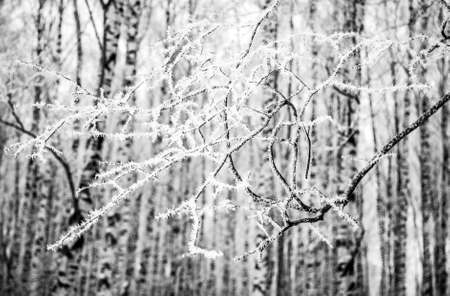 A branch with frost in a winter forest against the background of birch trunks black and whiteの写真素材