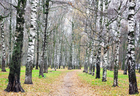 Alley of birches trees with yellow leaves and green grass in Octoberの写真素材