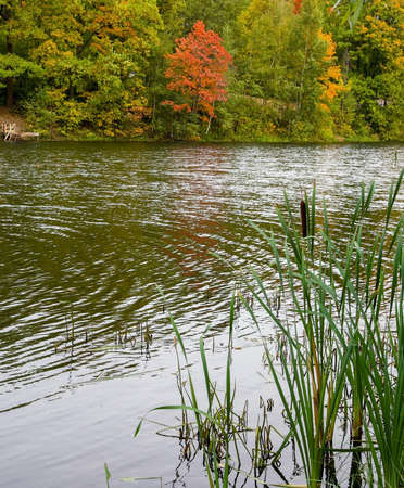 Reeds in the lake against the background of colorful autumn trees early in the morningの写真素材