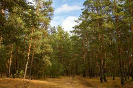 Autumn pine forest in sunny weather against a blue skyの写真素材