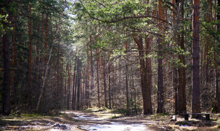 The last snow in a pine forest in sunny weather