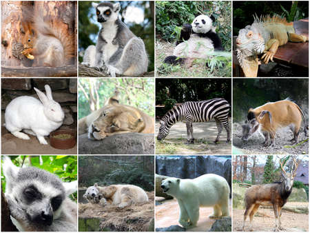 Collage of different cute animalsの写真素材
