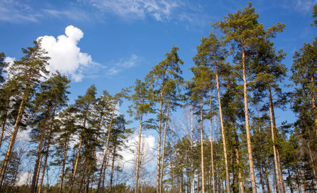 Pine trees against blue spring sky in sunny weather