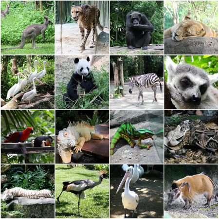 Collage of pictures of different animalsの写真素材