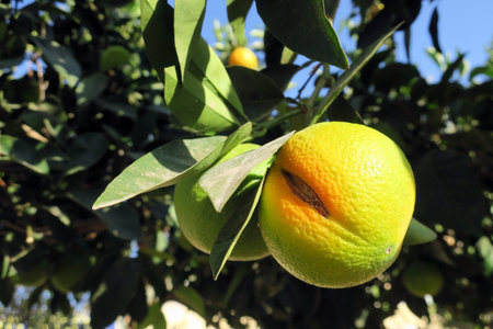 A crack in an orange fruit during ripening at the end of October in Ayia Napa Cyprusの写真素材