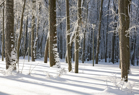 Winter trees in white frost on a sunny day
