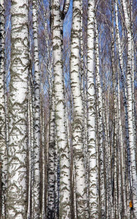 Trunks of spring birches in sunny weatherの写真素材