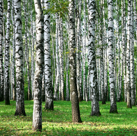 Birch trees in the summer forest in the sunshineの写真素材