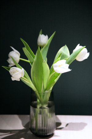 White tulips in a gray glass vase against a green wallの写真素材