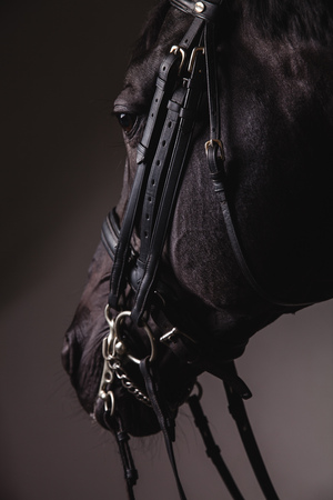 Black horse face with equipment closeup. Concept of animal loving and having hobbyの写真素材