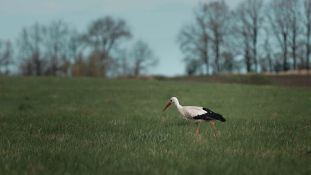 Stork feeding on wheat fieldの写真素材