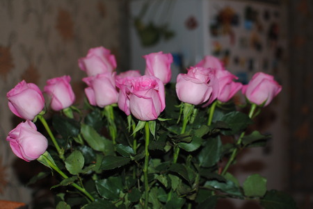 Pink rosesの写真素材