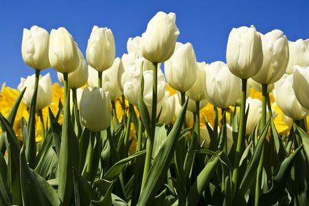 white tulip fieldの写真素材
