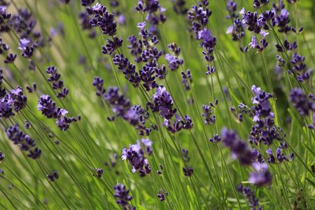lavender fieldの写真素材