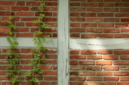 planted wallの写真素材