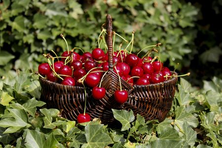 Basket with cherriesの写真素材