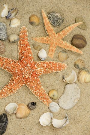 Starfish and shellsの写真素材