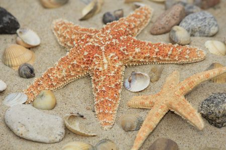 Starfish and shellsの写真素材