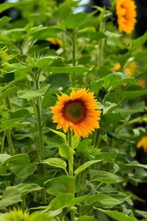 sunflowerの写真素材