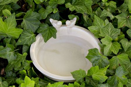 Bird bathの写真素材