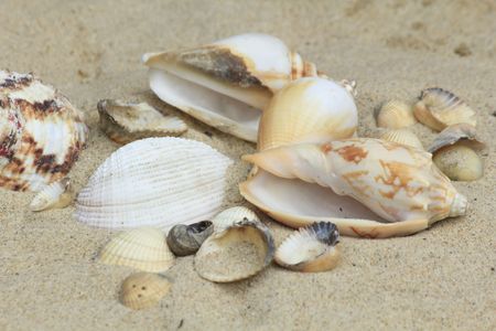 Shellの写真素材