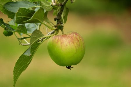 Apple on the treeの写真素材