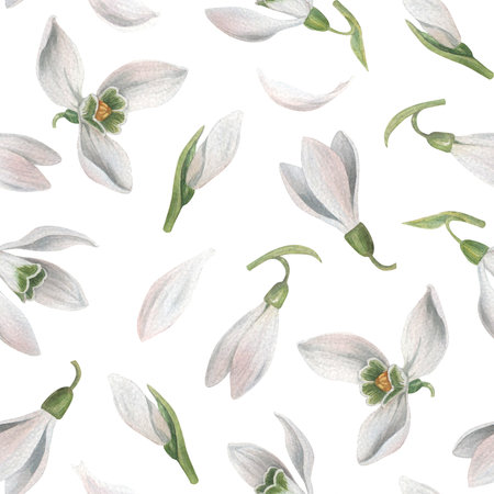 Cute seamless pattern of little snowdrop flowers and buds. Watercolor illustration hand drawn and isolated on a white background. Perfect for decorating packaging, wrapping papers, textiles, and more.の写真素材