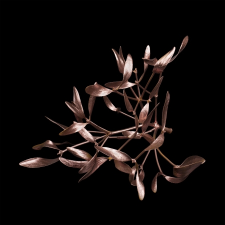 The Golden Bough Mistletoe isolated on a black backgroundの写真素材