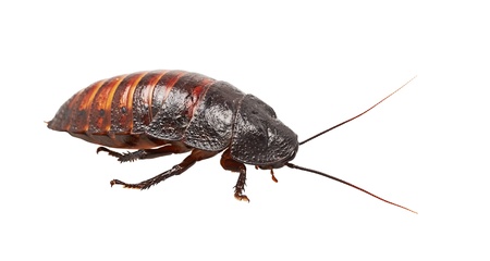 Madagascar hissing cockroach isolated on white background の写真素材