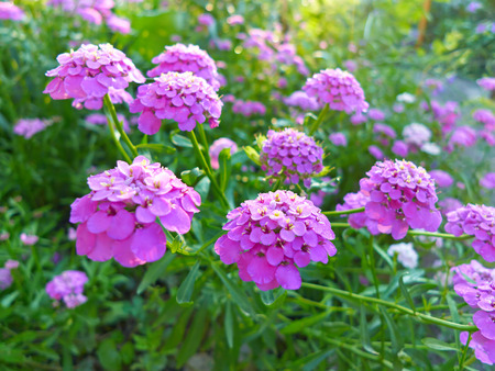 Purple flowers on a green background, abstract grassy backgroundの写真素材