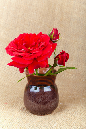 Red rose in a ceramic vase on canvas backgroundの写真素材