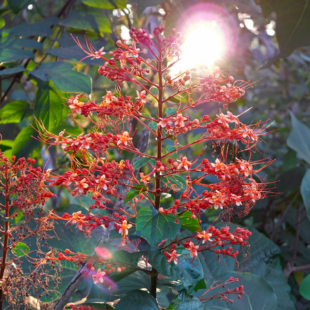 Red flowers into the sunset on a green background, abstract grassy backgroundの写真素材