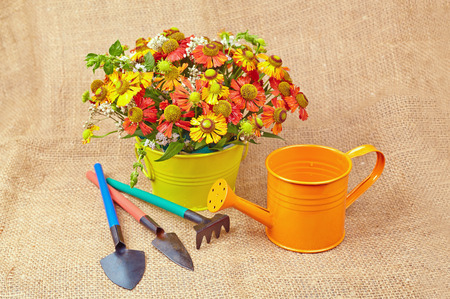 Bouquet of red flowers (Helenium), garden tools and watering can on an canvas backgroundの写真素材