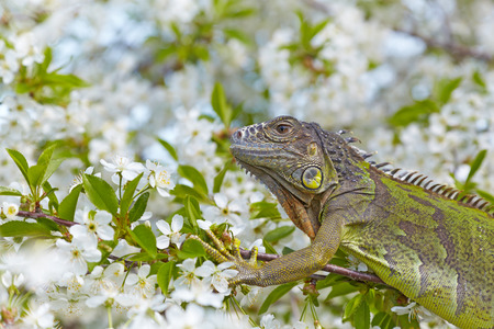 Iguana on a flowering cherry treeの写真素材