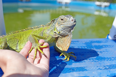 Female hand holding an iguana for foot near the poolの写真素材