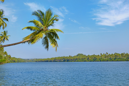 Tropical river landscape. Palm trees bent over water. Chapora, Goa, Indiaの写真素材
