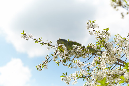 Green iguana among the blossom cherry treeの写真素材