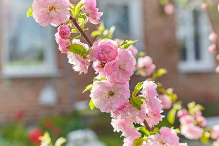 Flowering almond branch terry. In the background, red brick house.の写真素材