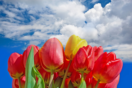 Bouquet of red tulips on the background of the spring sky and clouds.の写真素材