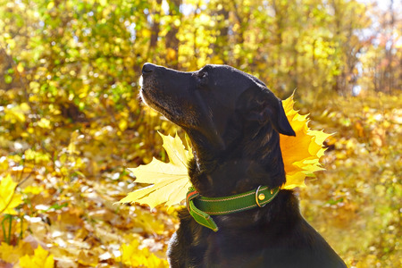 Black  labrador walking in autumn park. For his collar attached maple leaf. Contre-jour photo.の写真素材