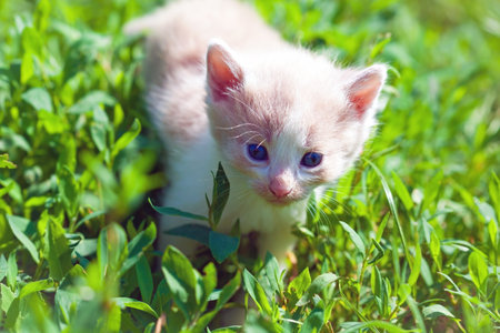 A small red-haired beautiful kitten with blue eyes walks on the green grass. He is one month old.の写真素材