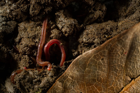Close up macro photo group of earthworms that adventure and drill in fertile soil. Flash light made...