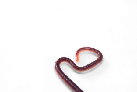 Earthworm isolated on white background. Earthworm in the form of heart.